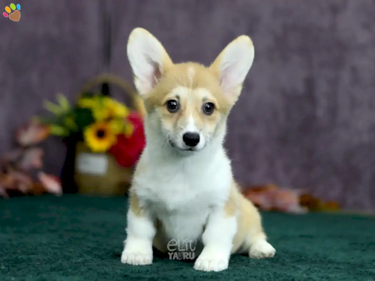 Pembroke Welsh Corgi Pickleyss