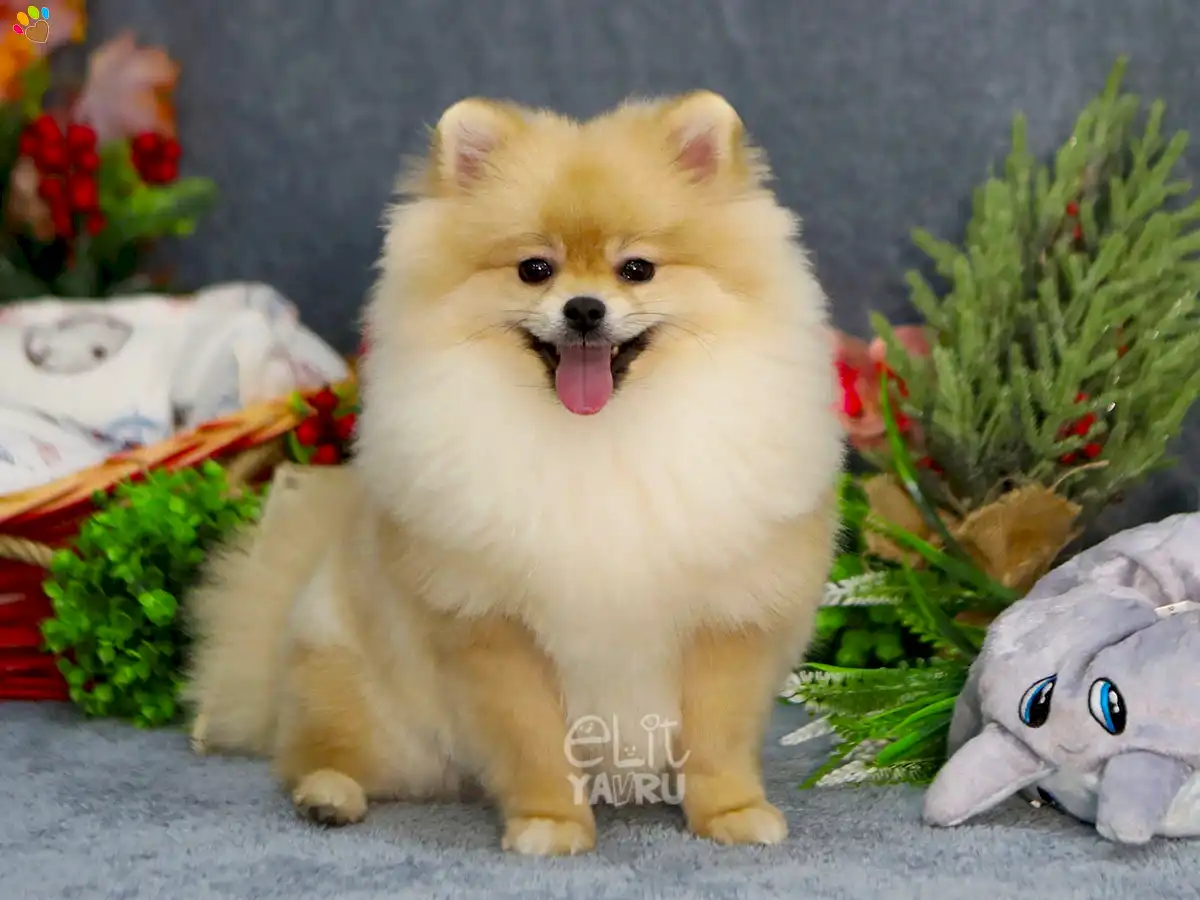 Pomeranian Atos