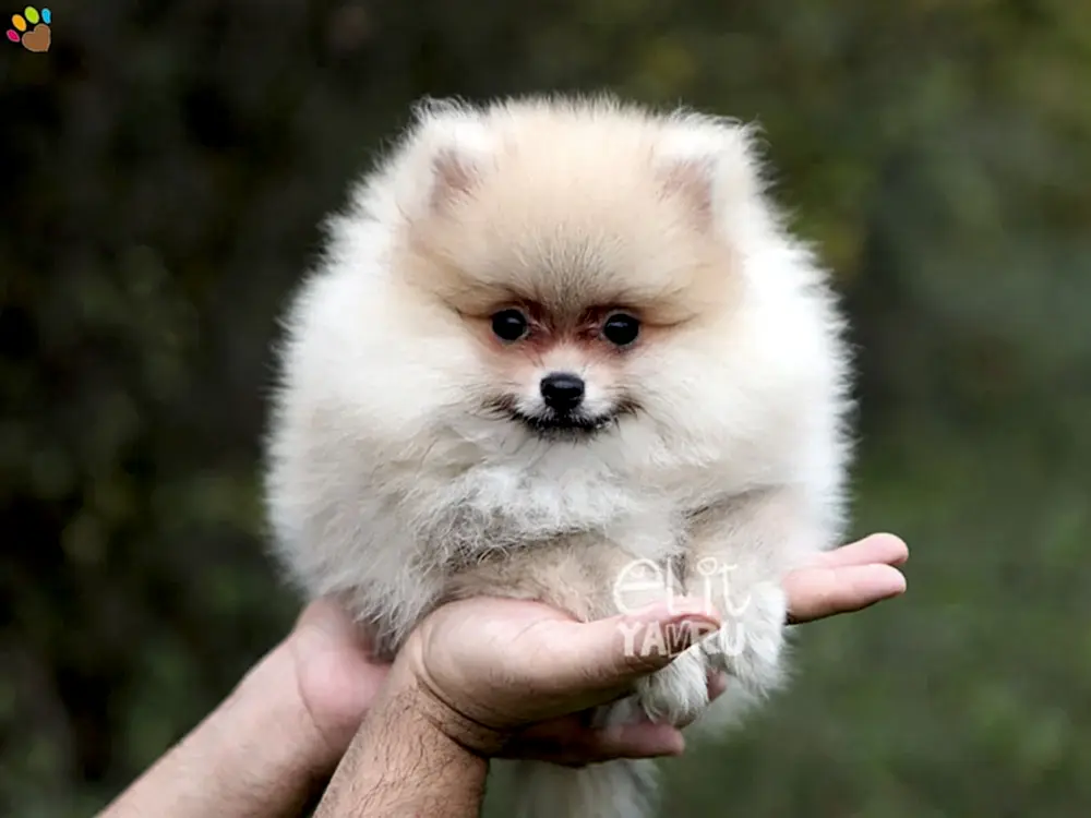 Pomeranian Peach