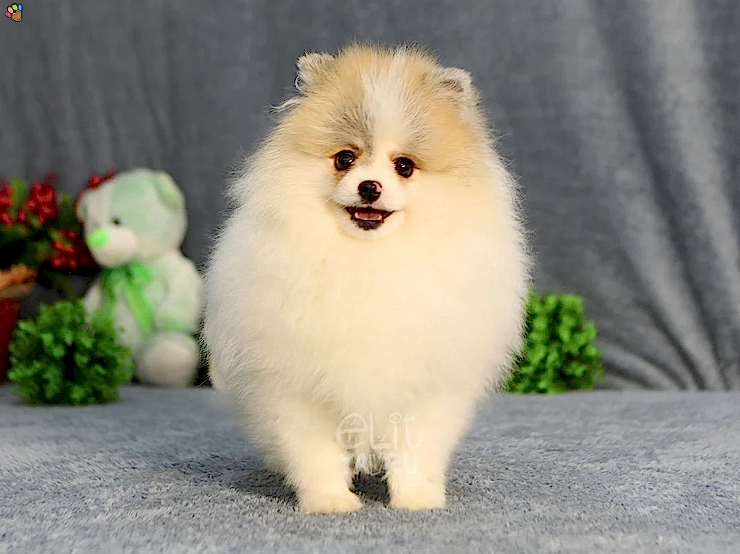 Pomeranian Rocco