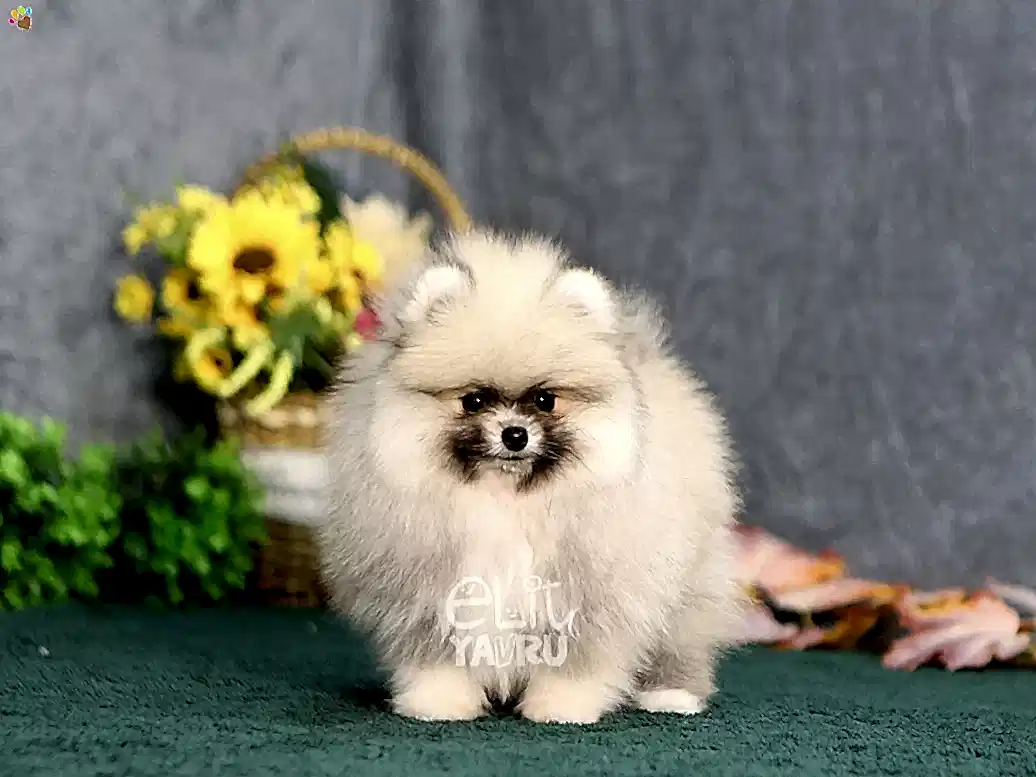 Pomeranian Wilma 3