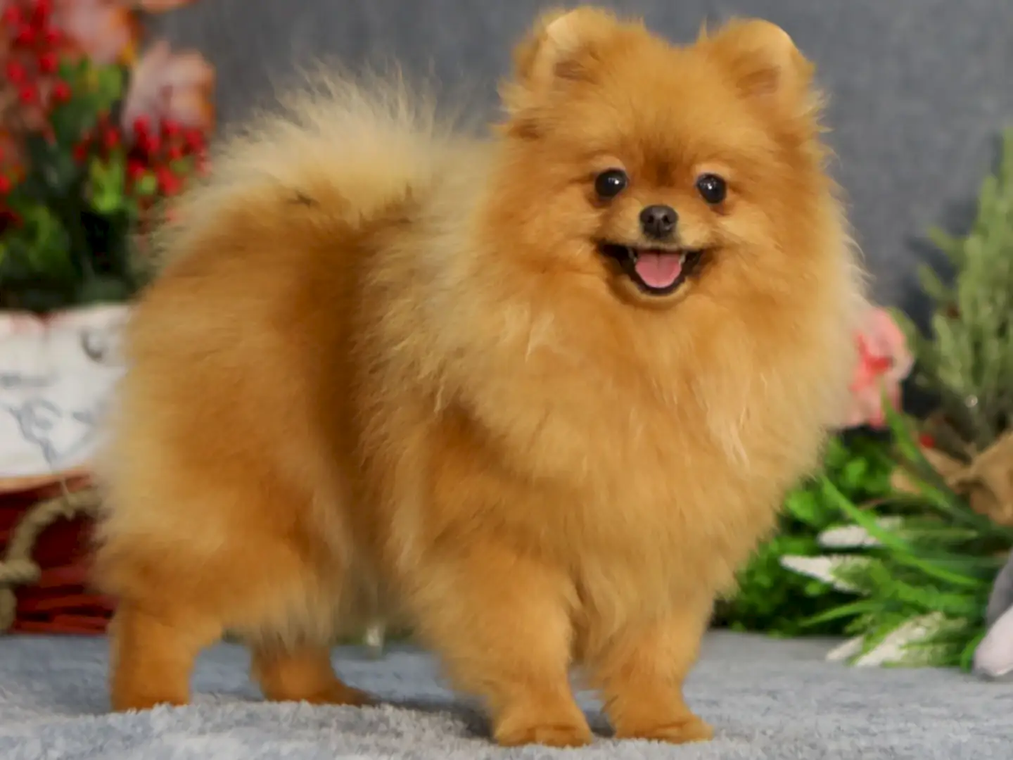 Pomeranian Zuzu