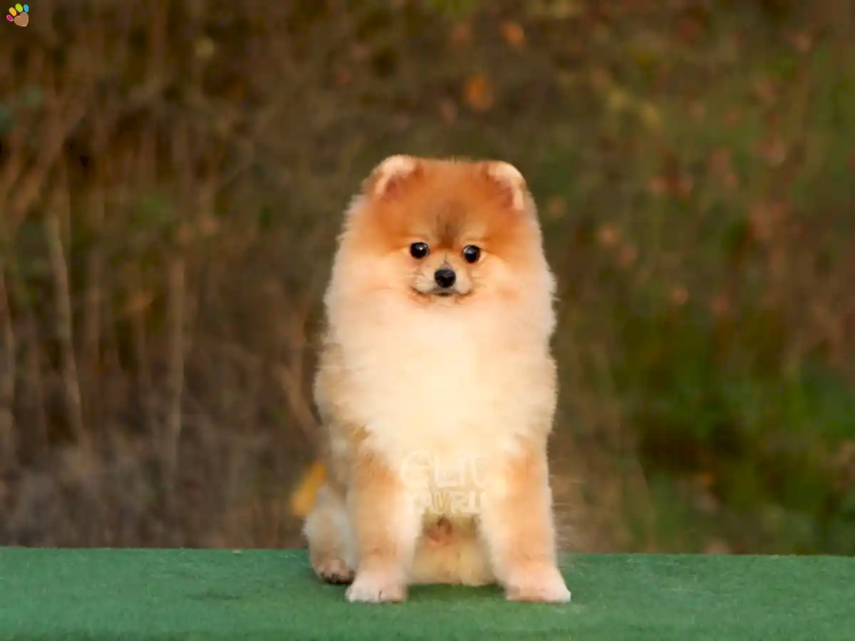 Pomeranian Rusty