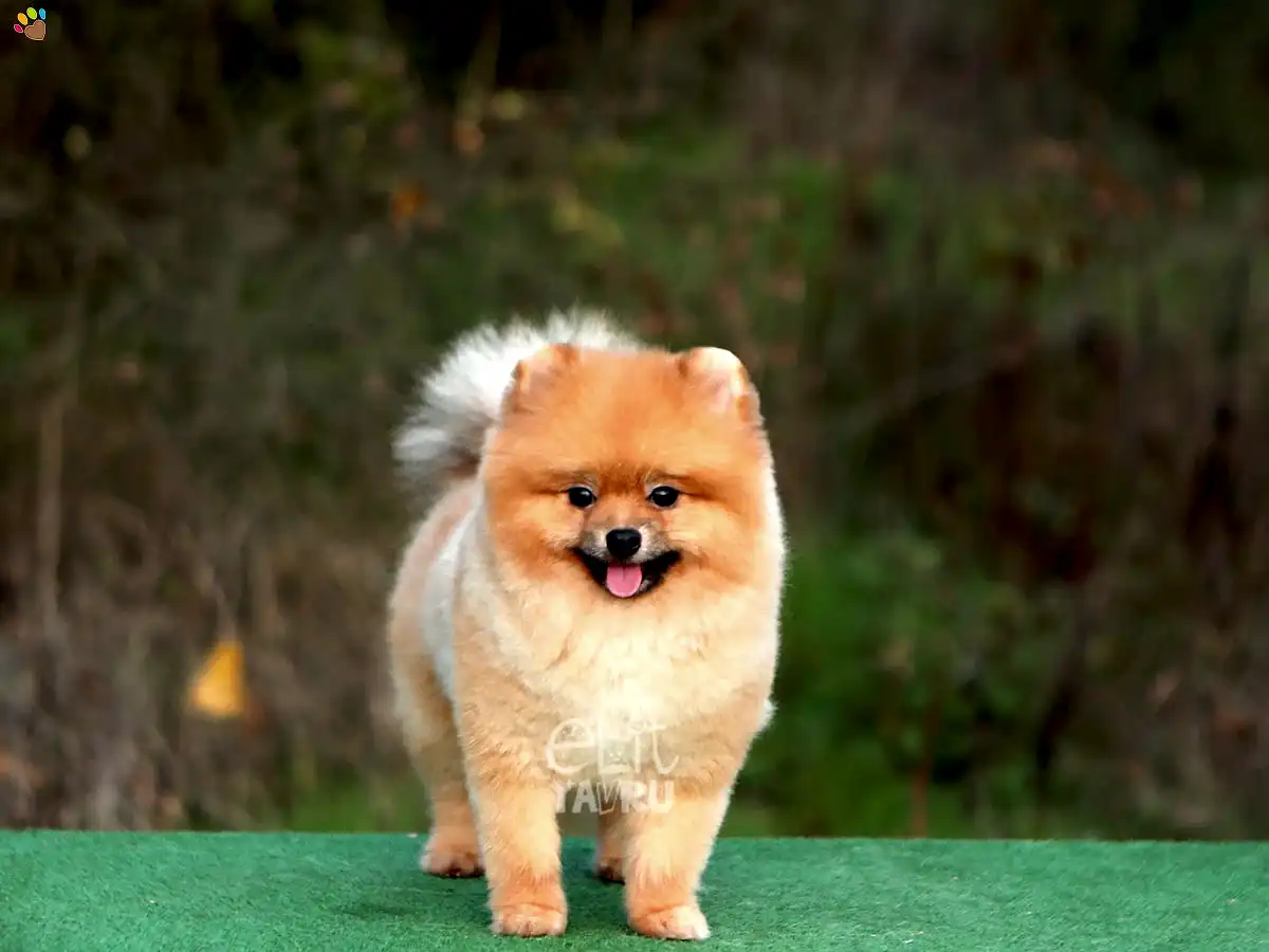 Pomeranian Sunny