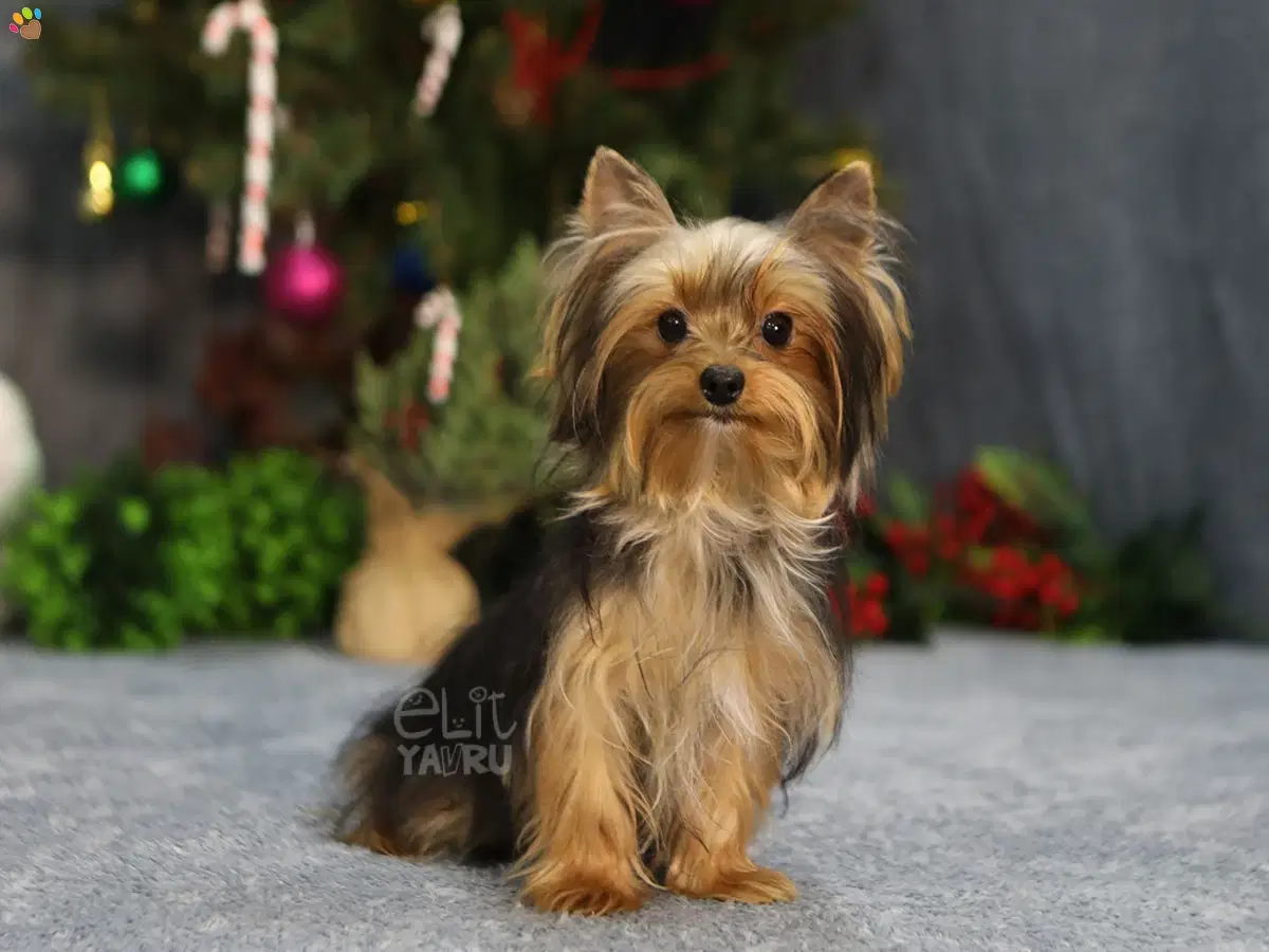 Yorkshire Terrier Sky 3