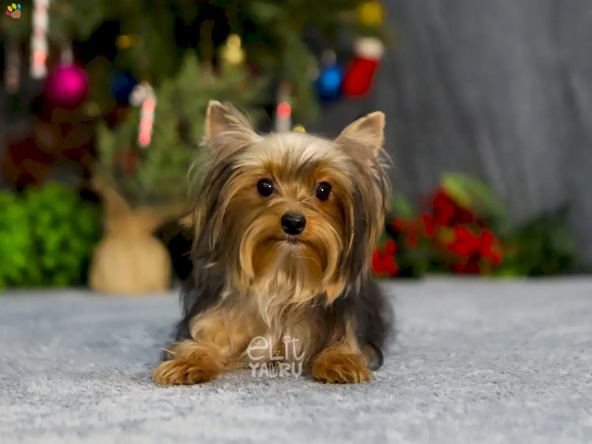 Yorkshire Terrier Sky 2