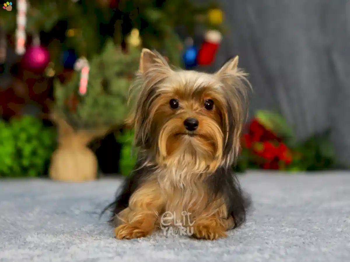 Yorkshire Terrier Sky