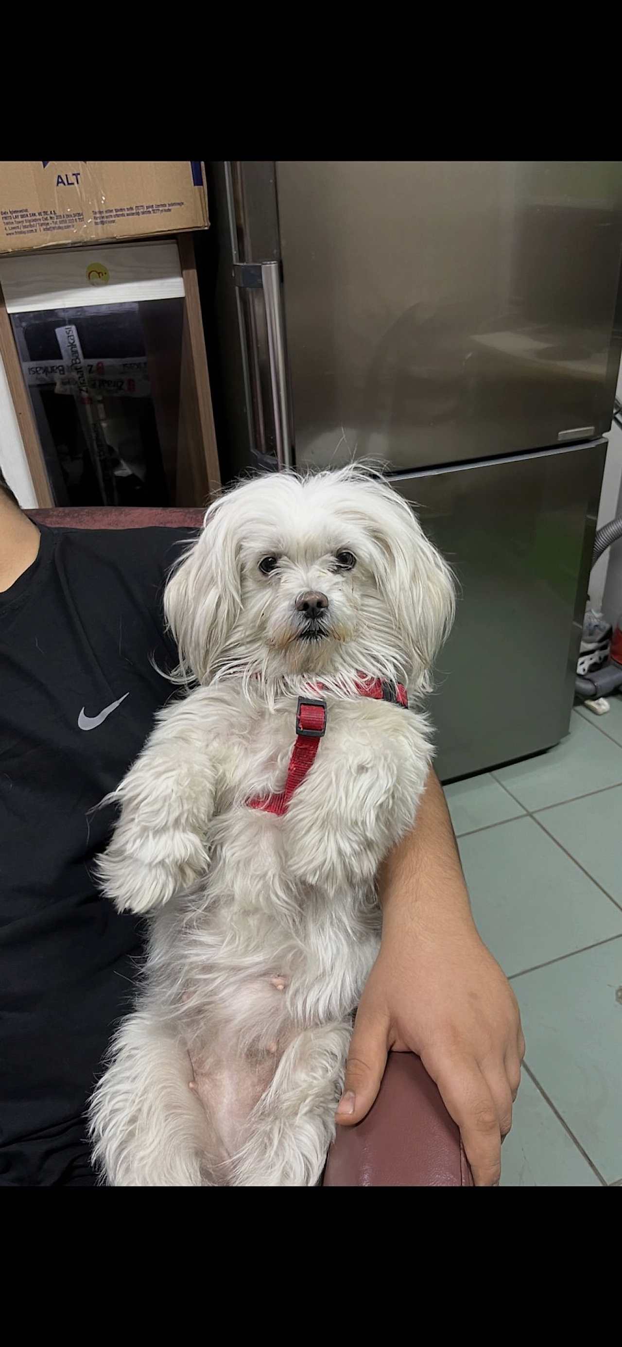 3 yaşında maltese trerrier kızımıza eş arıyoruz ANKARA