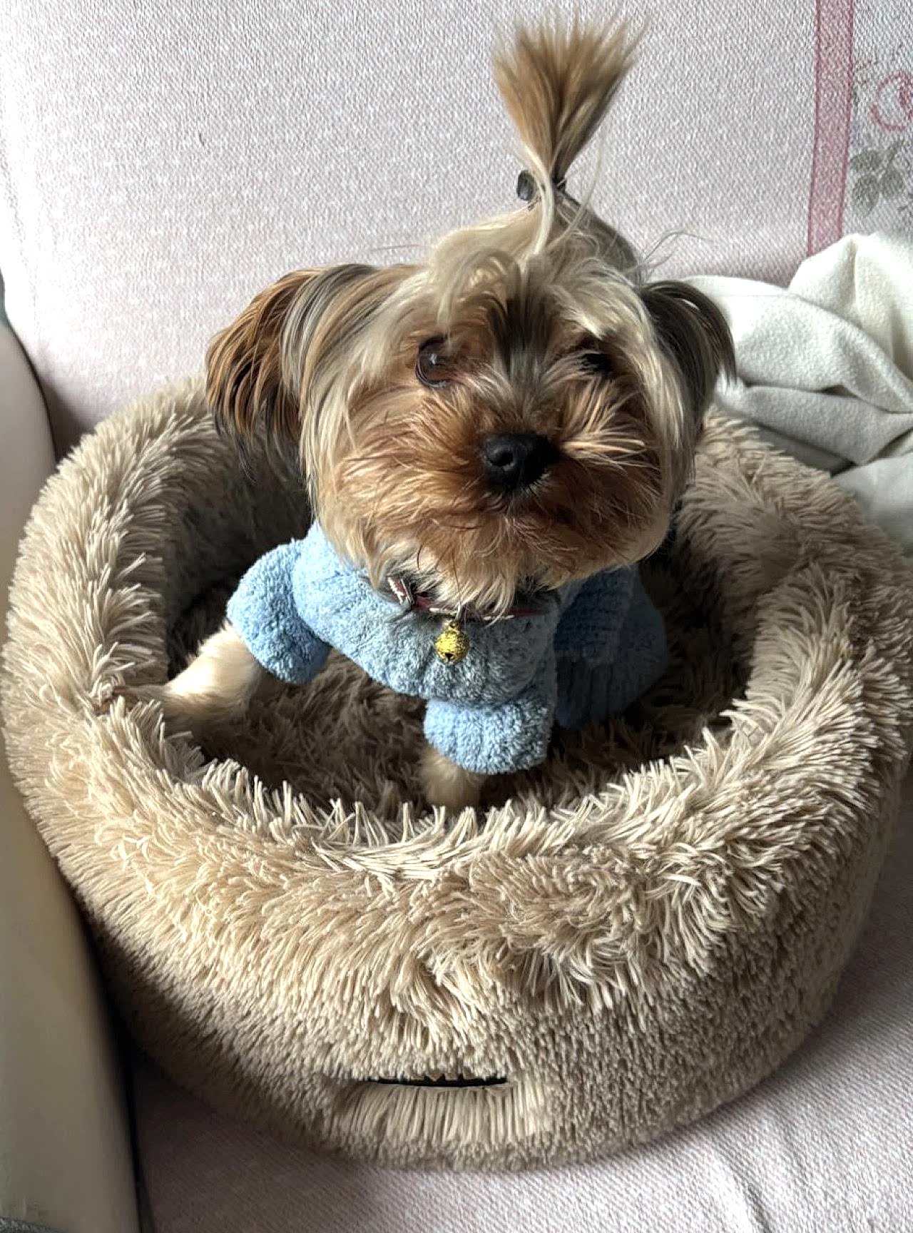 4 yaşında Yokşhir terrier