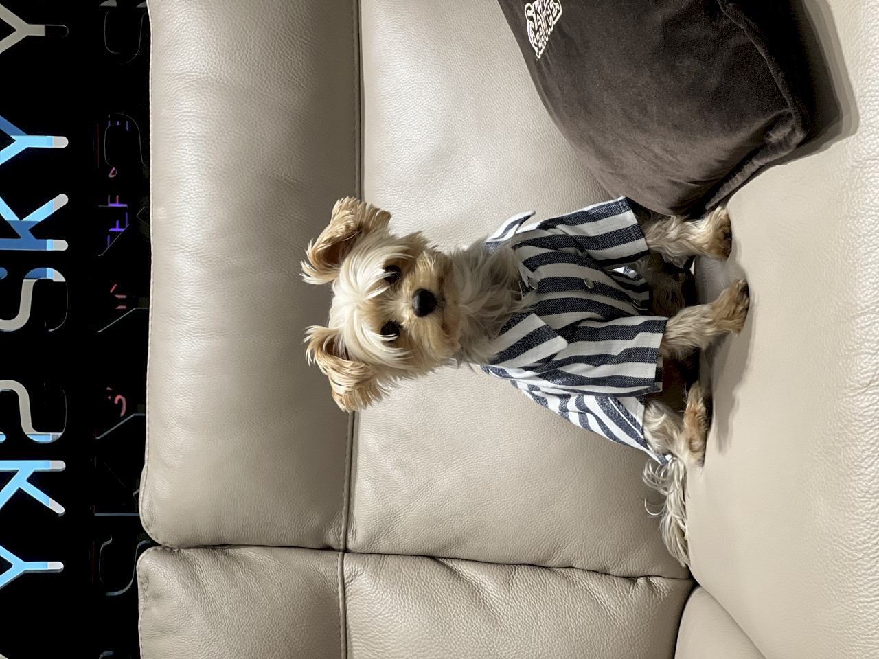 Oglum Tommy e Dişi arıyoruz.