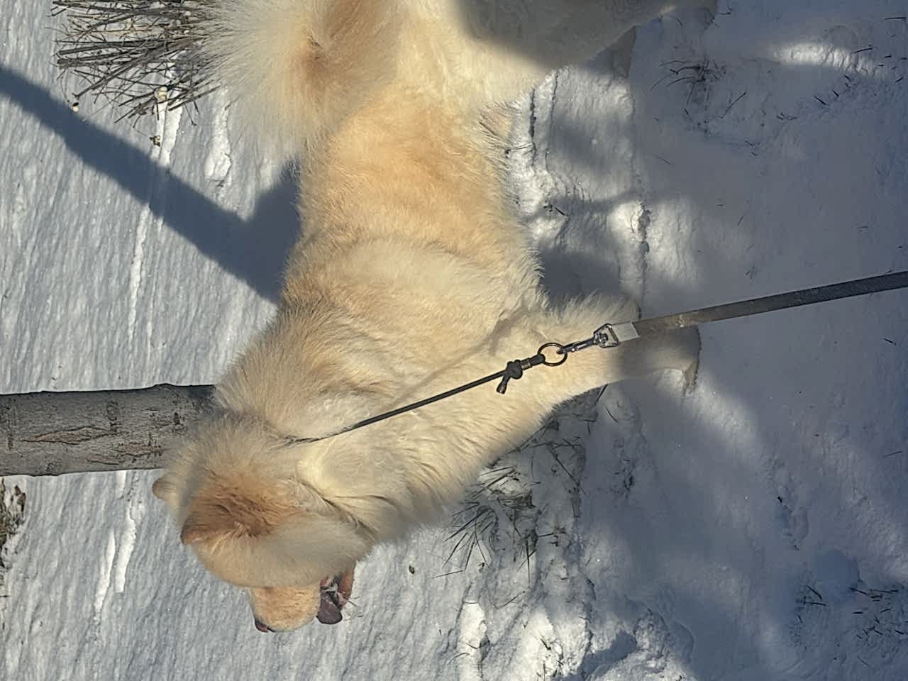 Safkan chow cow oğluma ankara içi eş arıyoruz
