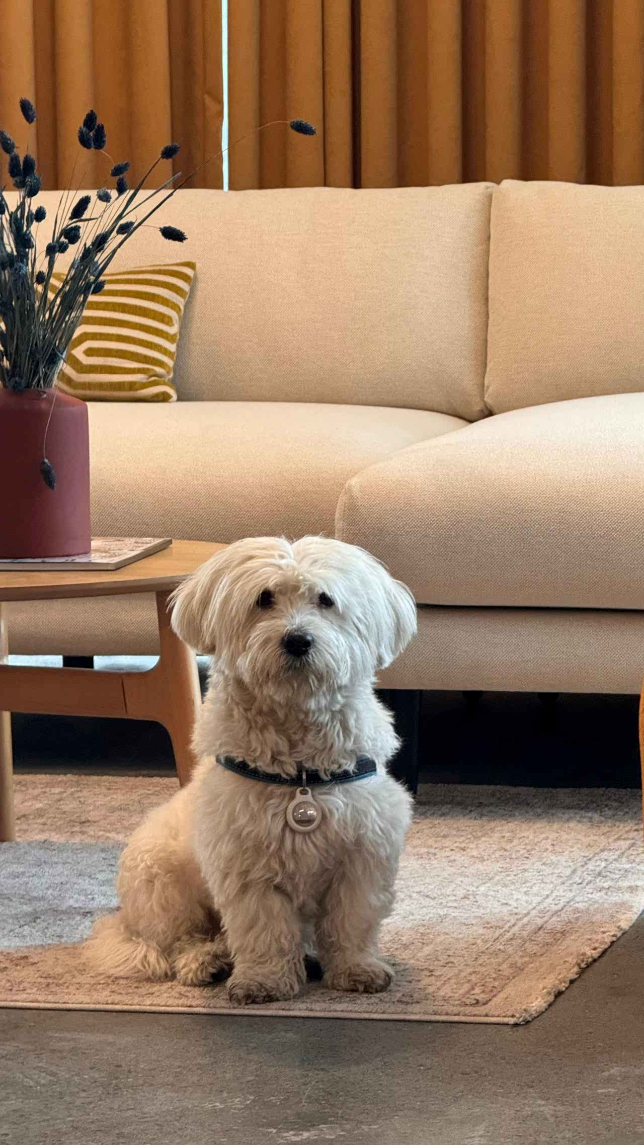 Maltese terrier  erkek