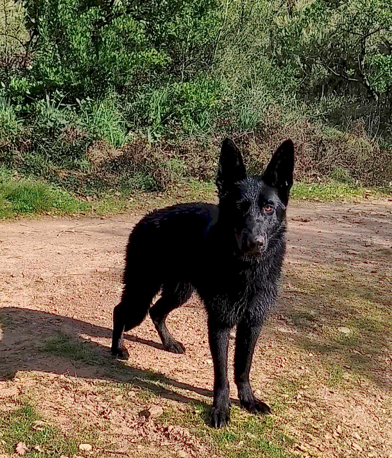 Solid Black Alman Kurdu Dişi