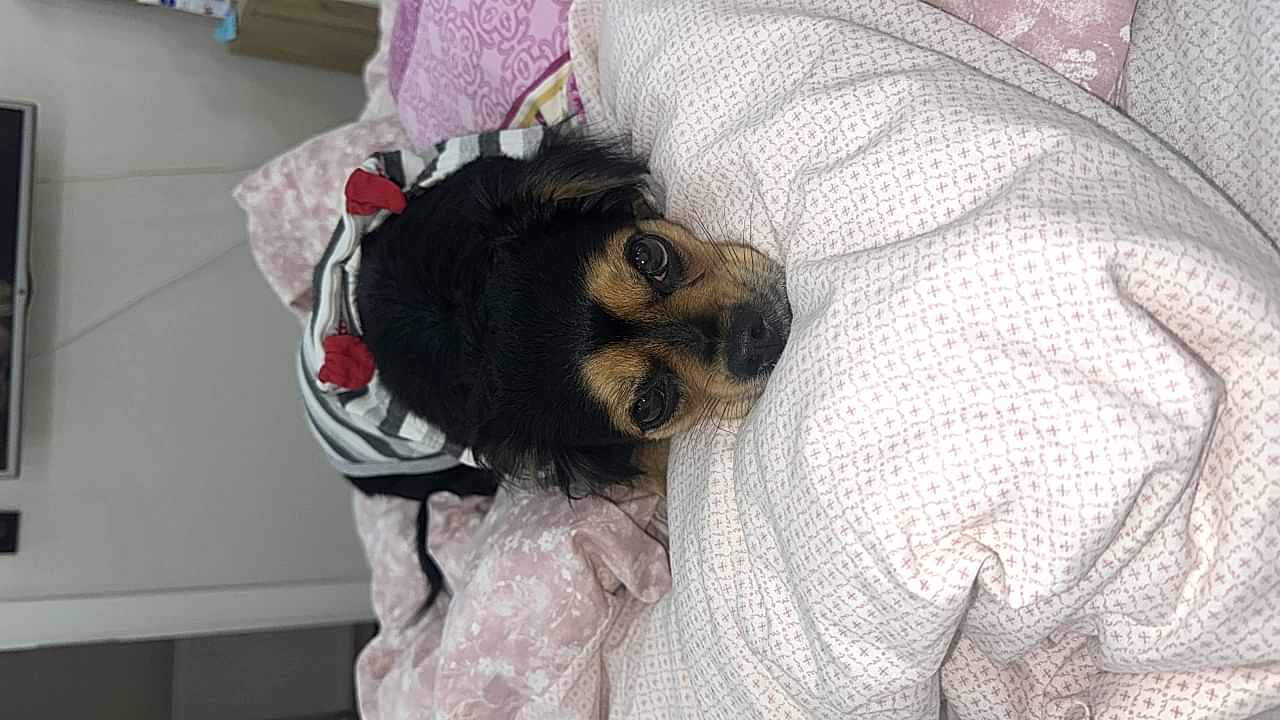 Kızımıza eş arıyoruz