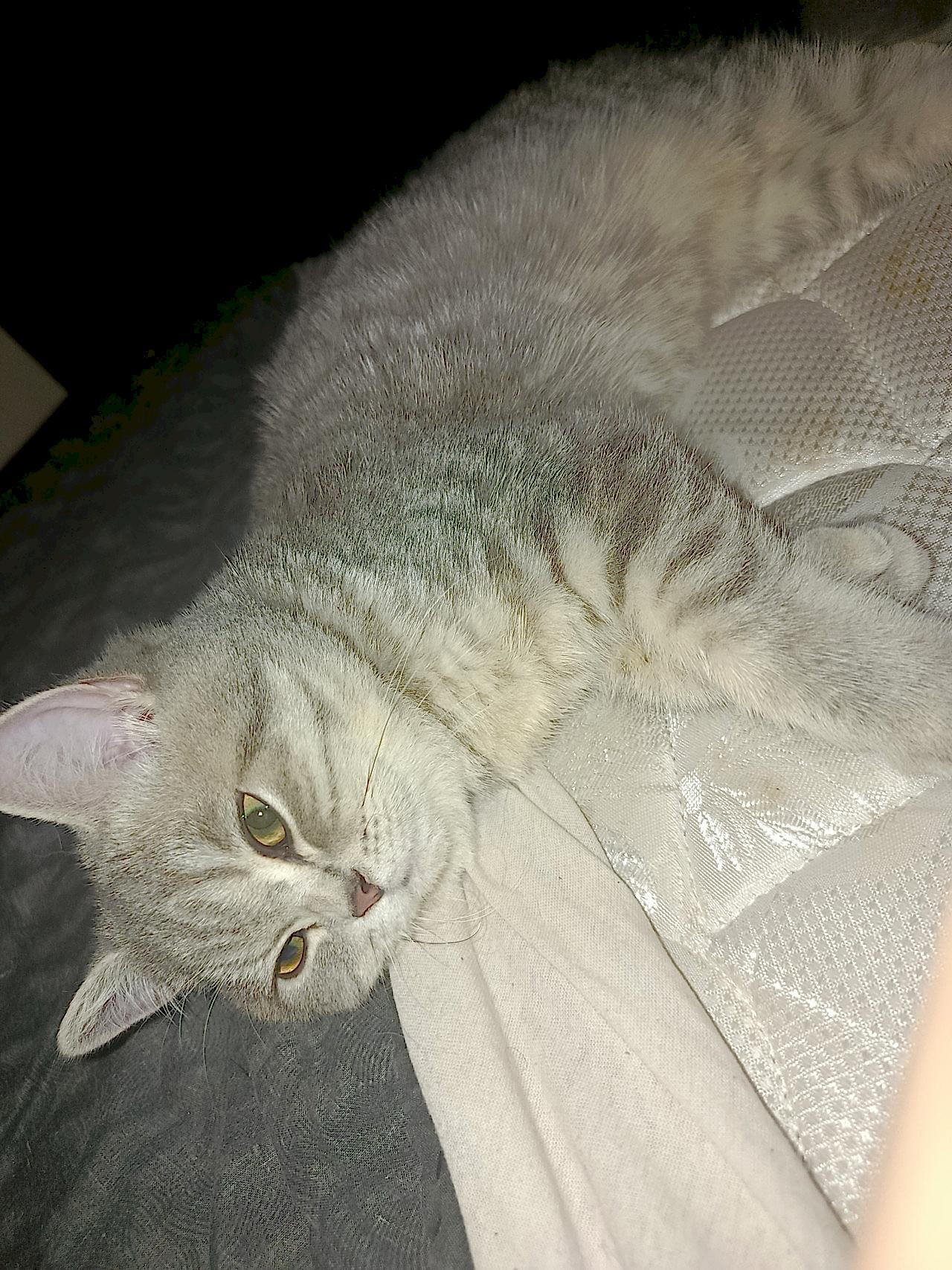 Dişi kedime eş arıyorum kızgınlıkda