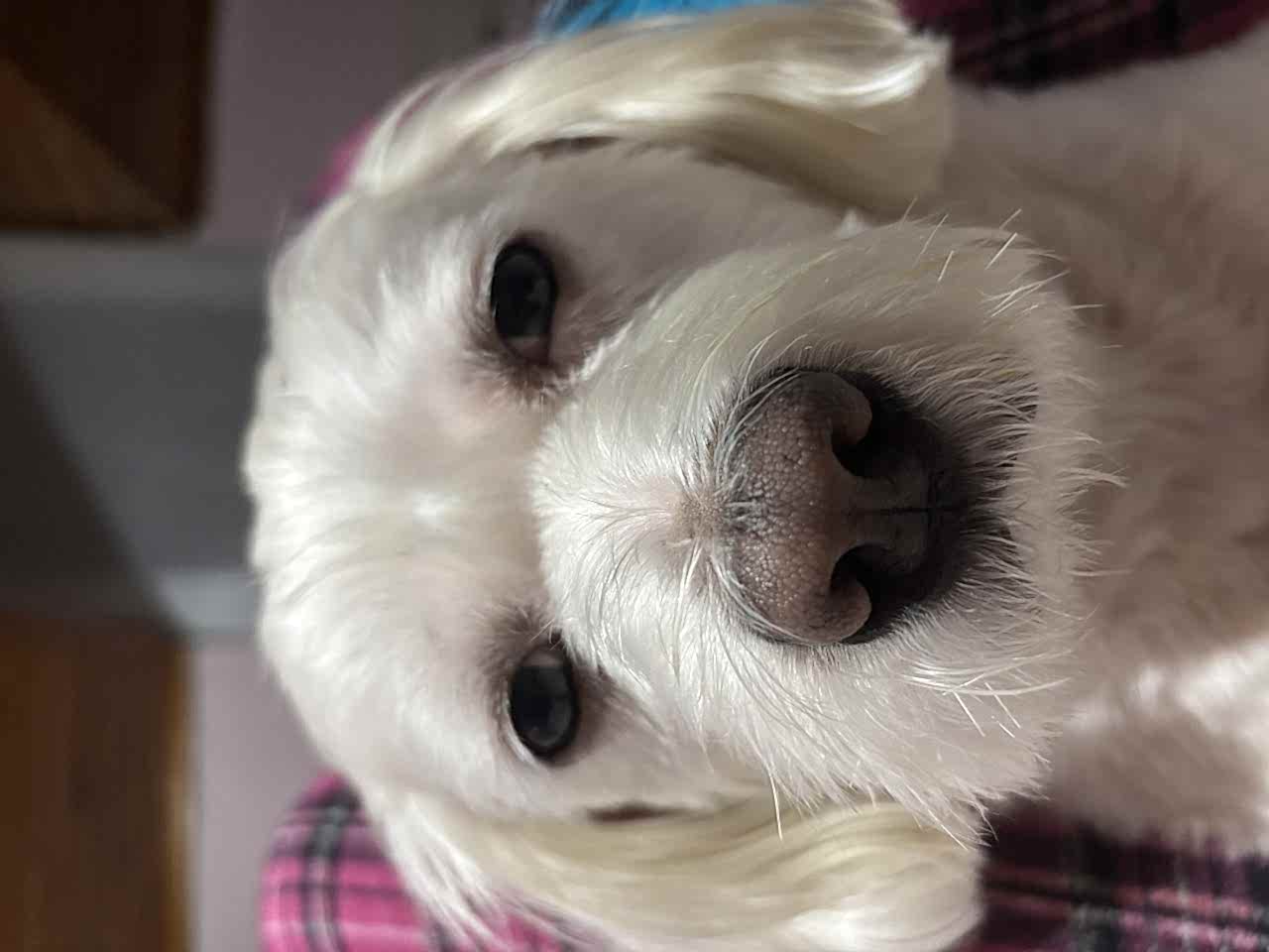 Oğluma eş arıyorum