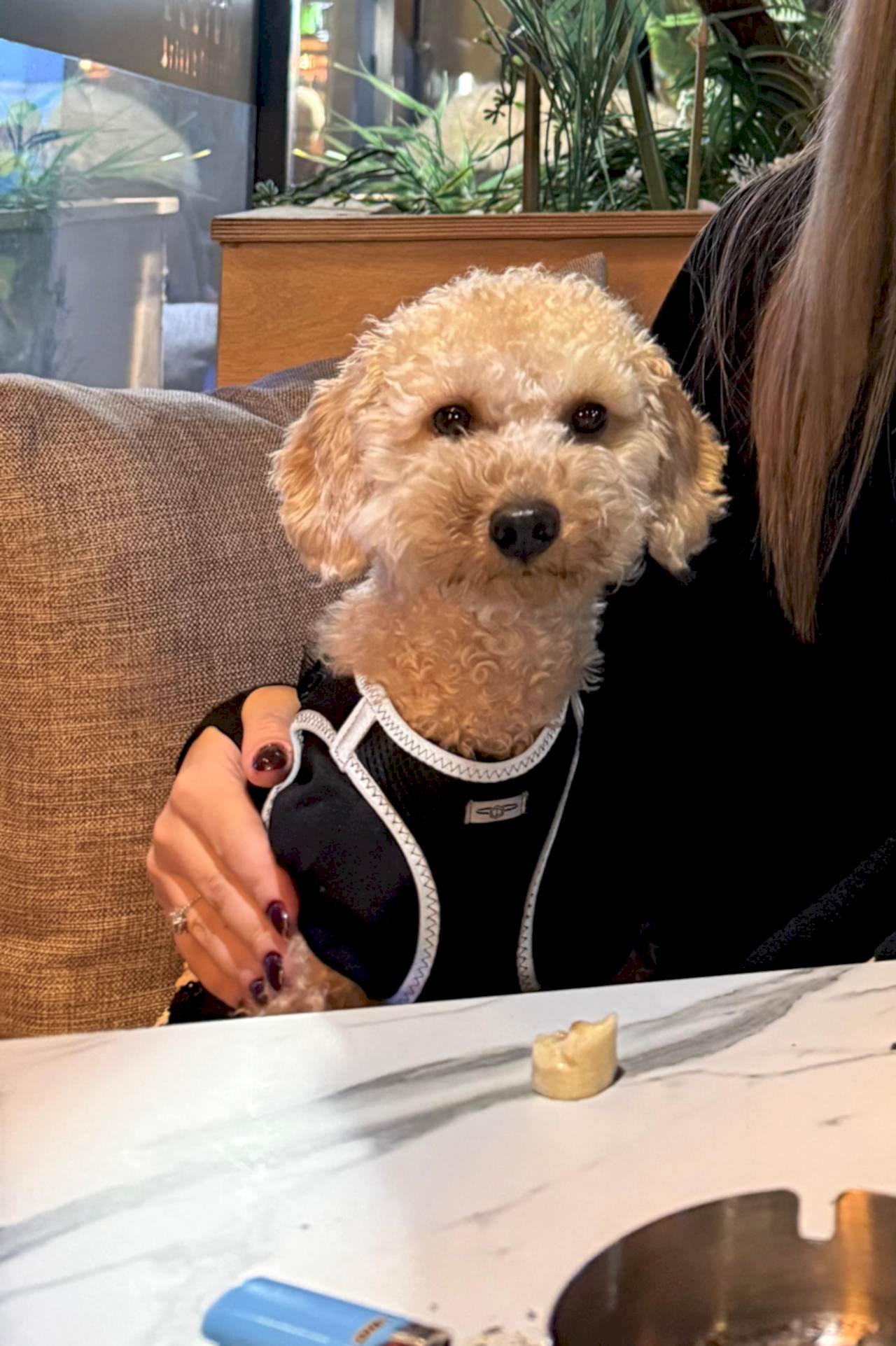 Toy poddle oğluma eş arıyorum