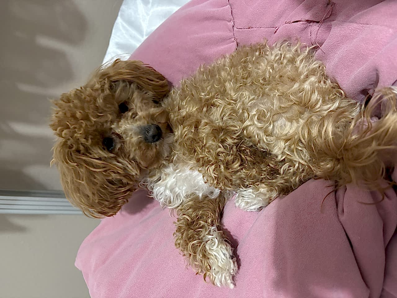 Kızıma Eş Arıyoruz