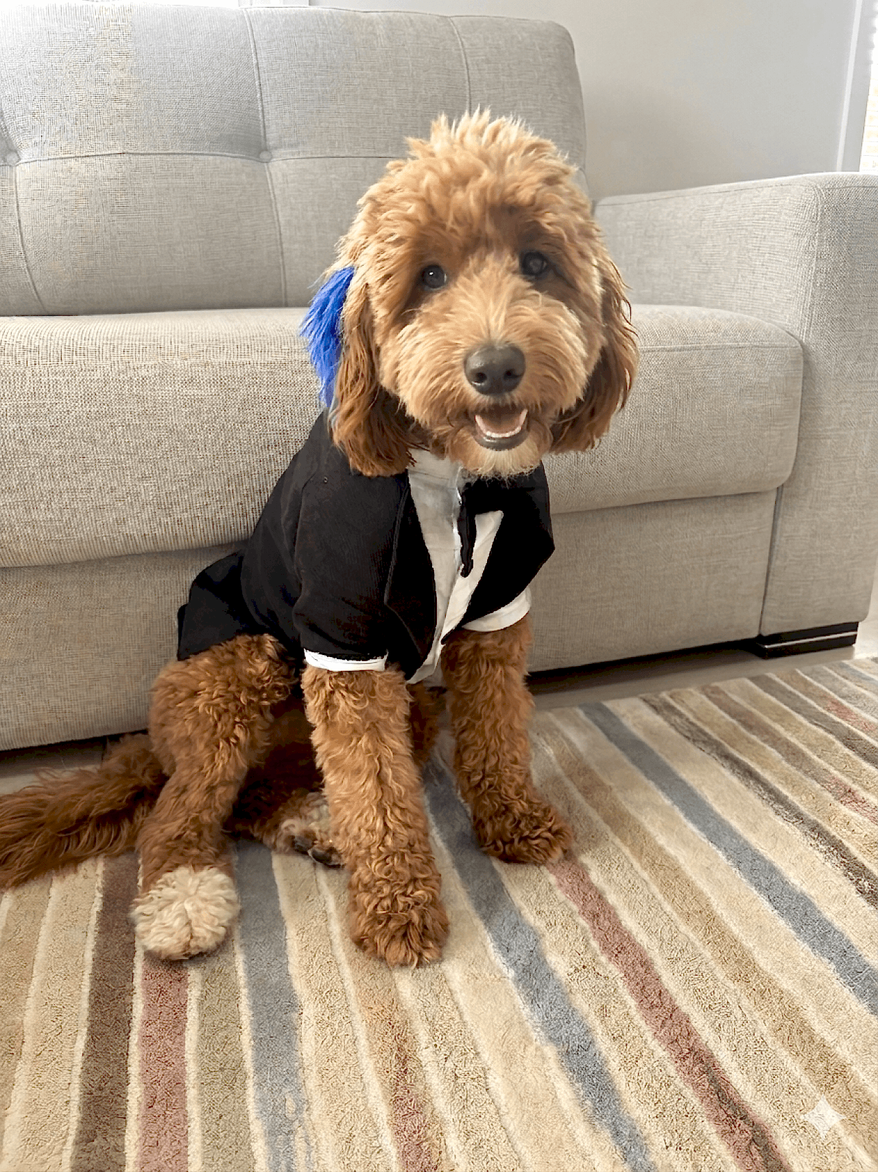 Maltipoo oğluma eş arıyorum