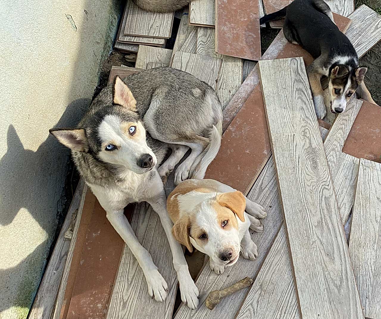 HUSKY KIRMASI BEBEKLER